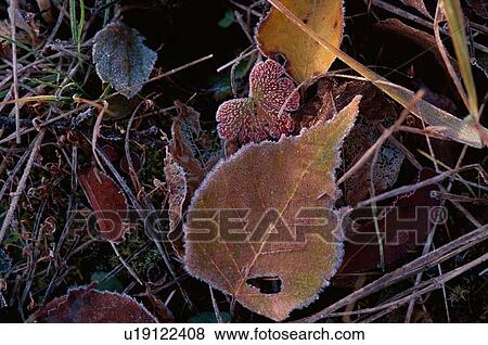 Frost On Dry Leaves View Large Photo Image Stock Photo - Frost On Dry Leaves. Fotosearch