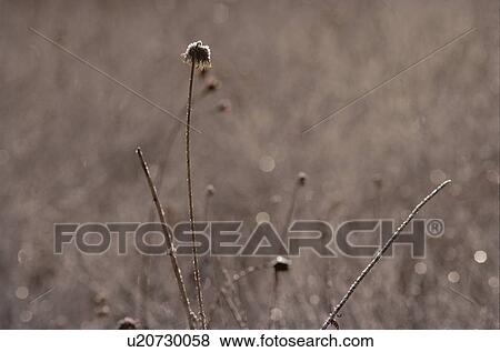 Frost On Dry Stem View Large Photo Image Stock Photo - Frost On Dry Stem. Fotosearch