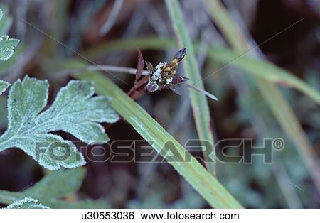 Frost On Leaf Blades View Large Photo Image Stock Photograph - Frost On Leaf Blades. Fotosearch