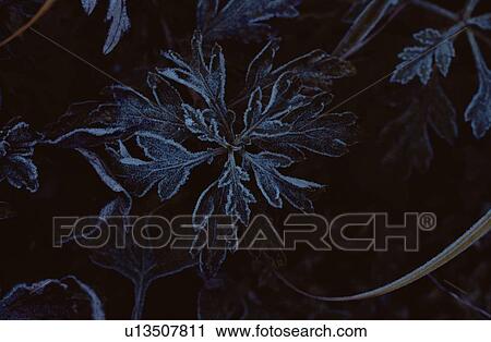 Stock Image - Frost On Leaf. Fotosearch