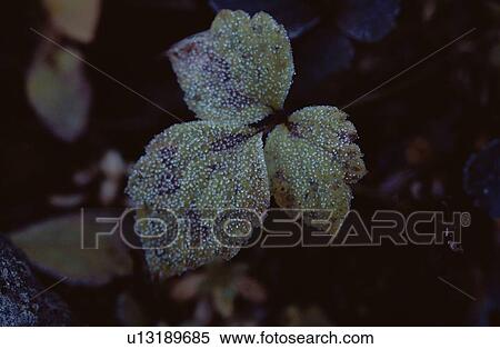 Stock Photography - Frost On Leaf. Fotosearch