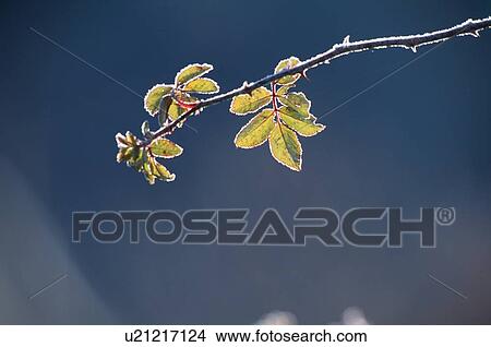 Frost On Leafy Branch View Large Photo Image Picture - Frost On Leafy Branch. Fotosearch