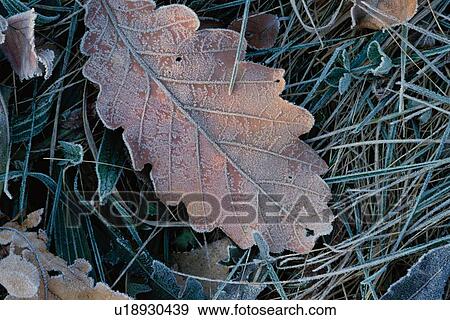 Frost On Leaves And Needles View Large Photo Image Stock Photo - Frost On Leaves And Needles. Fotosearch