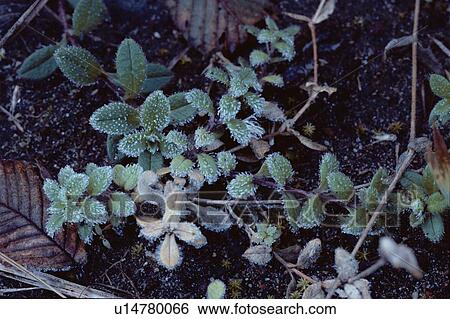 Frost On Leaves View Large Photo Image Stock Photograph - Frost On Leaves. Fotosearch
