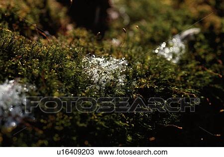 Frost On Moss View Large Photo Image Stock Image - Frost On Moss. Fotosearch