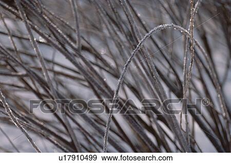 Stock Photo - Frost On Stems. Fotosearch