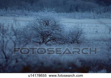 Stock Photography - Frost On Trees And Grassland. Fotosearch