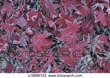Stock Image - Frosted Maple Leaves. Fotosearch