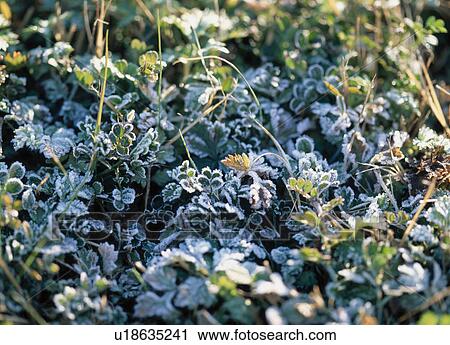 Stock Image - Frosted Plants. Fotosearch