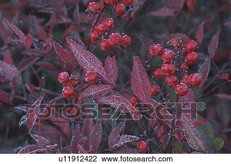 Stock Image - Frosted Red Berries. Fotosearch