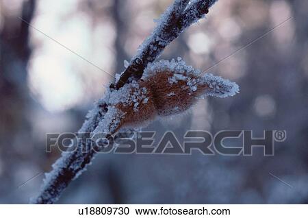 Frozen Stem View Large Photo Image Stock Image - Frozen Stem. Fotosearch