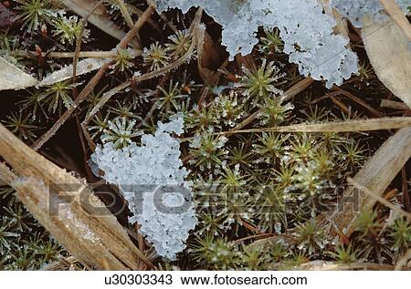 Ice Crystals On Moss View Large Photo Image Stock Image - Ice Crystals On Moss. Fotosearch