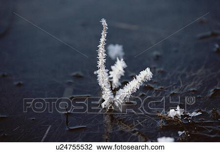 Stock Image - Ice Crystals On Stem. Fotosearch