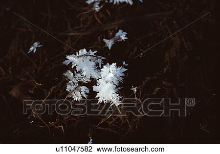 Ice Crystals On Stems View Large Photo Image Stock Image - Ice Crystals On Stems. Fotosearch