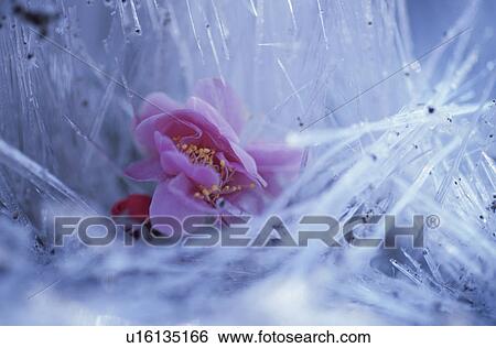Stock Photograph - Ice Needles And A Plum. Fotosearch