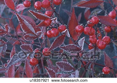 Stock Image - Nunn Teng And Frost. Fotosearch