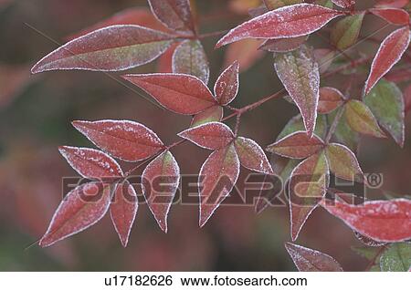 Stock Photograph - Nunn Teng And Frost. Fotosearch