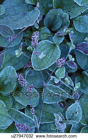 Stock Image - Polygonum Longisetum. Fotosearch