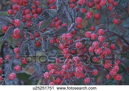 Stock Image - Red Berries. Fotosearch