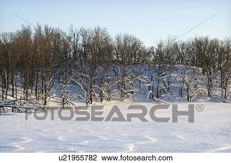 Stock Image - Barren snow covered trees in winter. Fotosearch