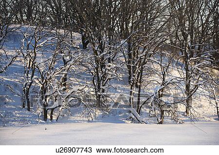 Stock Image - Barren snow covered trees in winter. Fotosearch