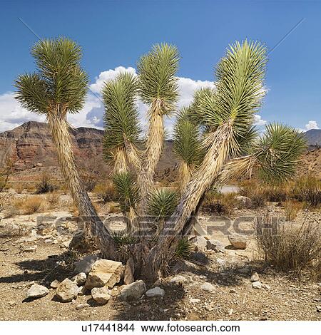 Picture - Desert landscape with tree. Fotosearch