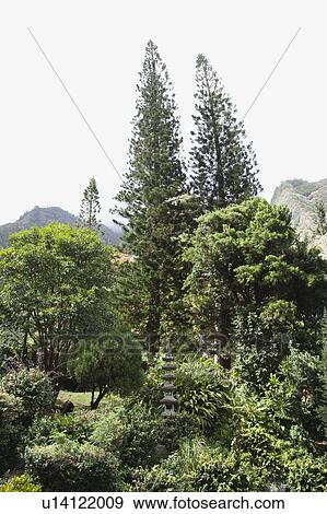 Iao Valley State Park in Maui, Hawaii View Large Photo Image Stock Photo - Iao Valley State Park in Maui, Hawaii. Fotosearch