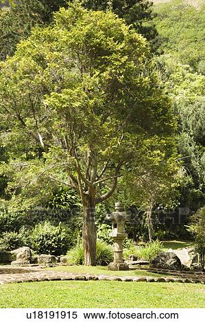 Stock Photography - Iao Valley State Park in Maui, Hawaii. Fotosearch