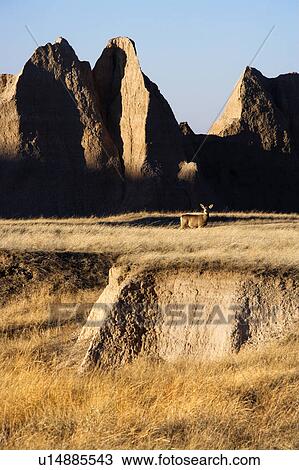 Landscape in Badlands National Park, South Dakota View Large Photo Image Stock Image - Landscape in Badlands National Park, South Dakota. Fotosearch
