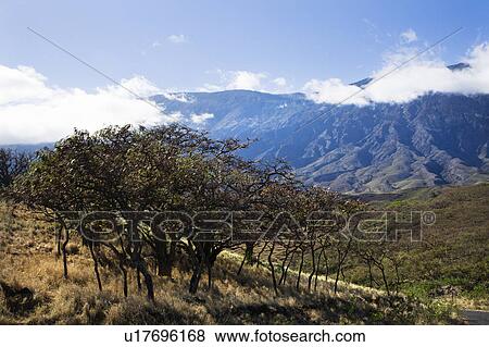 Stock Photo - Landscape of Maui, Hawaii with trees in foreground and mountains in background covered in clouds.. Fotosearch