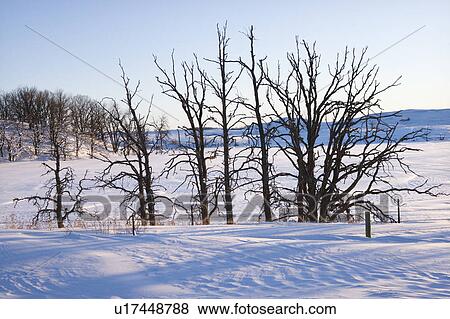 Leafless snow covered trees in winter View Large Photo Image Stock Photo - Leafless snow covered trees in winter. Fotosearch