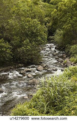 Rocky flowing creek with green trees in Maui, Hawaii View Large Photo Image Stock Image - Rocky flowing creek with green trees in Maui, Hawaii. Fotosearch