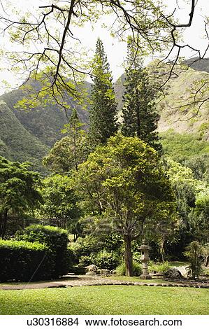 Scenic shot of Iao Valley State Park in Maui, Hawaii. View Large Photo Image Picture - Scenic shot of Iao Valley State Park in Maui, Hawaii.. Fotosearch