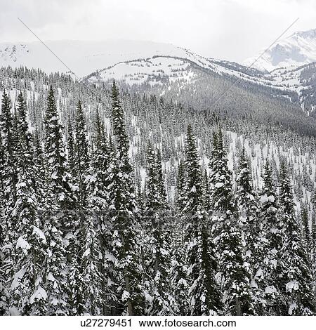 Snow covered trees in Whistler, Canada View Large Photo Image Stock Image - Snow covered trees in Whistler, Canada. Fotosearch