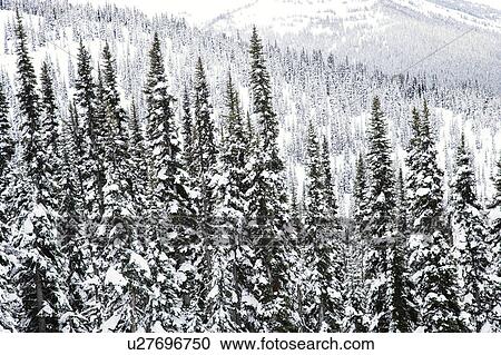 Snow covered trees in Whistler, Canada View Large Photo Image Stock Image - Snow covered trees in Whistler, Canada. Fotosearch