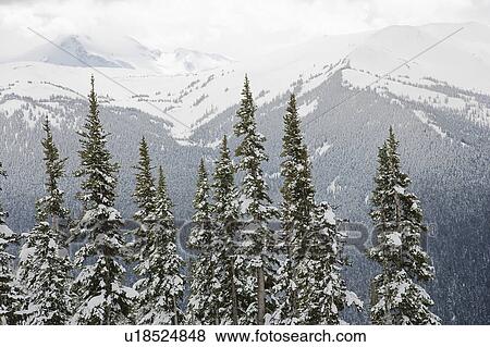 Snow covered trees in Whistler, Canada. View Large Photo Image Stock Photo - Snow covered trees in Whistler, Canada.. Fotosearch