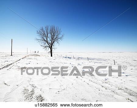 Tree in snow covered landscape with blue sky in background. View Large Photo Image Stock Photography - Tree in snow covered landscape with blue sky in background.. Fotosearch