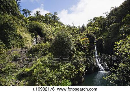 Stock Photograph - Waterfall surrounded by lush green vegetation in Maui, Hawaii. Fotosearch