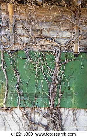 Wall covered with green turf and vines. View Large Photo Image Stock Image - Wall covered with green turf and vines.. Fotosearch