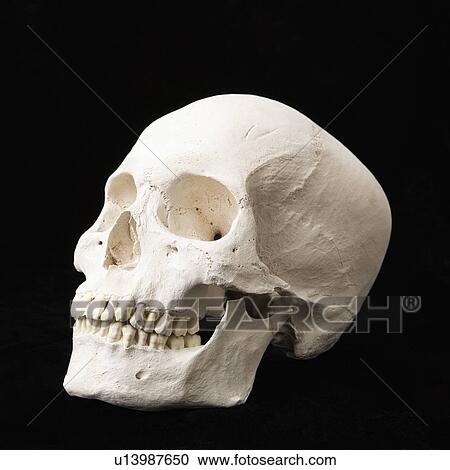 Human skull with teeth on black. View Large Photo Image Stock Image - Human skull with teeth on black.. Fotosearch