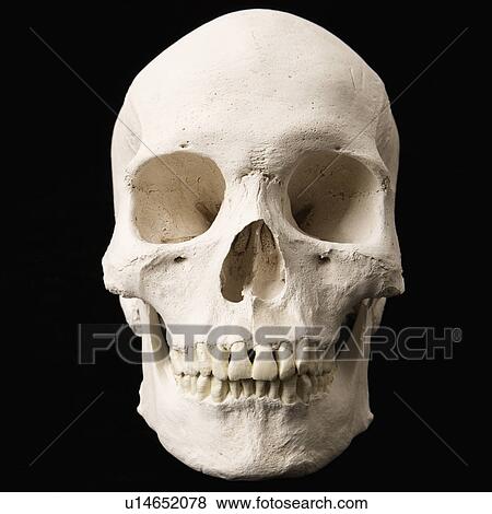 Human skull with teeth on black. View Large Photo Image Stock Photo - Human skull with teeth on black.. Fotosearch