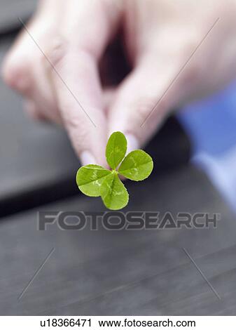 A woman's hand holding a four leaf clover. View Large Photo Image Stock Image - A woman's hand holding a four leaf clover.. Fotosearch