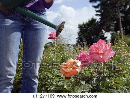 Stock Photo - Close up of watering roses. Fotosearch