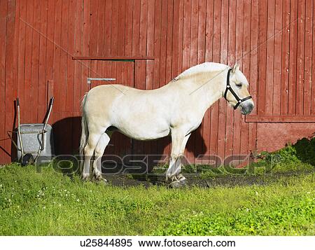 Horse standing alone in front of a red wall. View Large Photo Image Stock Photography - Horse standing alone in front of a red wall.. Fotosearch