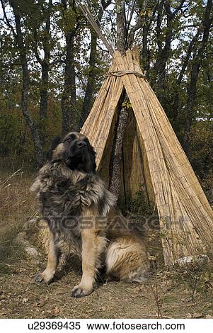 Leonberg dog. View Large Photo Image Stock Photography - Leonberg dog.. Fotosearch
