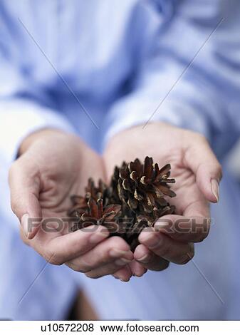Woman's hands holding pine cones. View Large Photo Image Stock Photo - Woman's hands holding pine cones.. Fotosearch