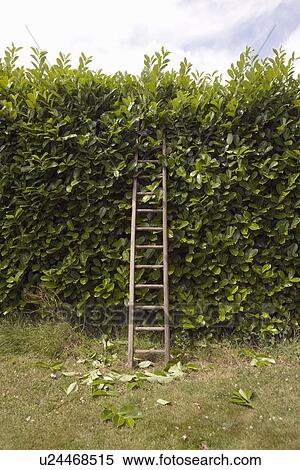 Wooden ladder by hedge View Large Photo Image Stock Photography - Wooden ladder by hedge. Fotosearch