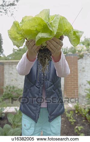 Young girl in garden holds up lettuce View Large Photo Image Stock Photography - Young girl in garden holds up lettuce. Fotosearch