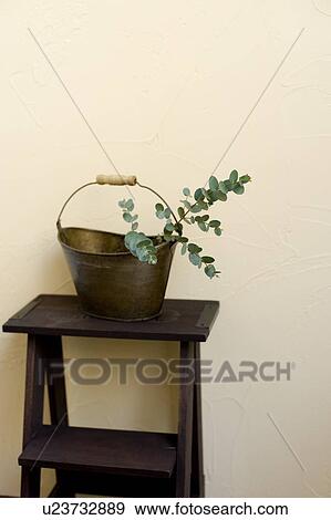 Stock Photo - Eucalyptus in bucket. Fotosearch