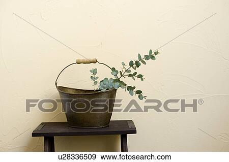 Stock Photo - Eucalyptus in bucket. Fotosearch